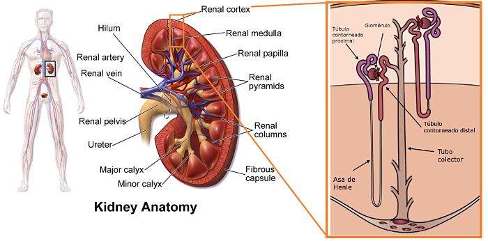 Estructura de un riñón humano